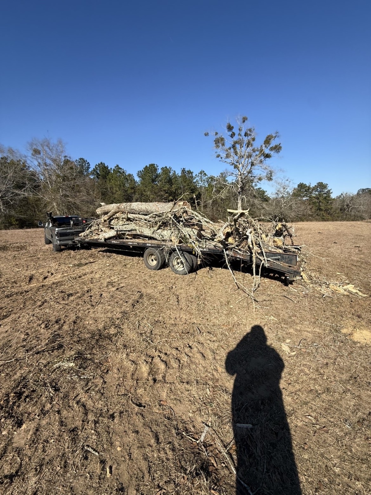 Felled tree loaded onto the trailer