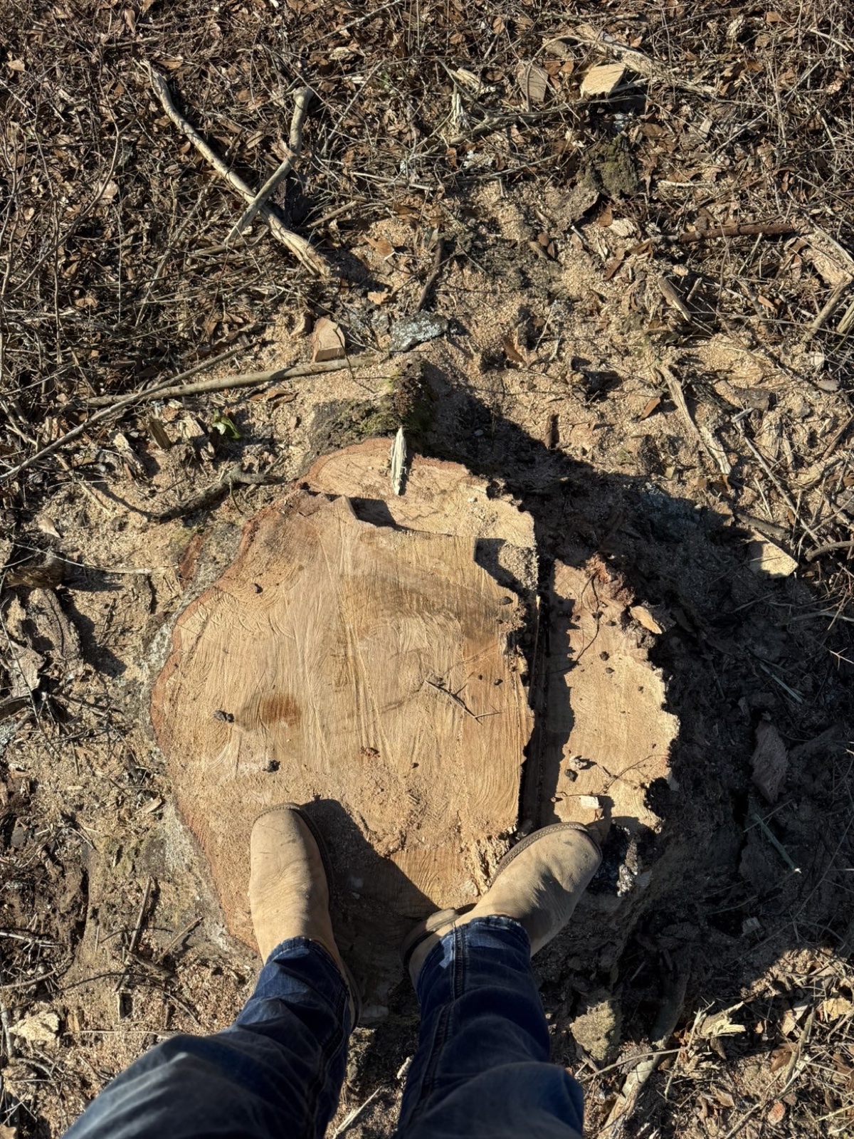 Tree cut and stump removed flush to grade